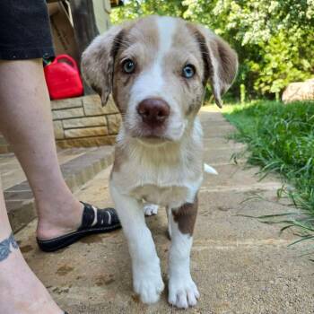 Bossanova -  Australian Shepherd and Mixed Breed Dog for Adoption in Conway, Arkansas - Bossanova | PetCurious