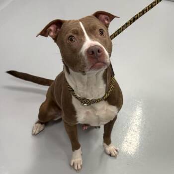 Doobie Doo -  Mixed Breed Dog for Adoption in Dekalb, Illinois - Doobie Doo | PetCurious