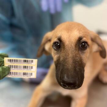 Little Forest Bat -  Mixed Breed Dog for Adoption in Charleston, West Virginia - Little Forest Bat | PetCurious
