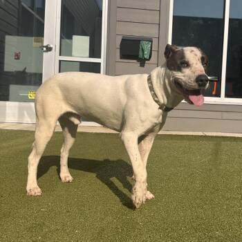 Church -  Mixed Breed Dog for Adoption in Greensboro, North Carolina - Church | PetCurious