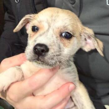 Buddy (Foster to adopt) -  Mixed Breed Dog for Adoption in Park Falls, Wisconsin - Buddy (Foster To Adopt) | PetCurious