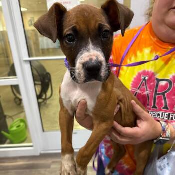 Coppertone -  Boxer and Mixed Breed Dog for Adoption in Muncie, Indiana - Coppertone | PetCurious