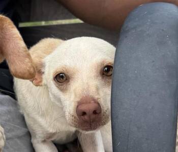 Terrier Dogs Available for Adoption in San Antonio, Texas - MACARONI | PetCurious