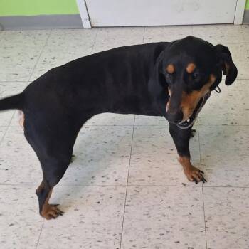 Henry (Sweets) -  Coonhound Dog for Adoption in Emporia, Kansas - Henry (Sweets) | PetCurious