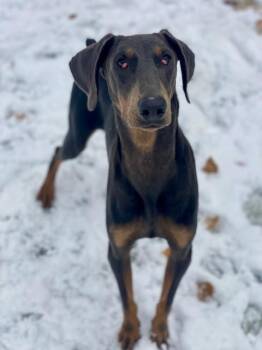 Rescue Mixed Breed Dogs for Adoption in Munster, Indiana - Graham | PetCurious