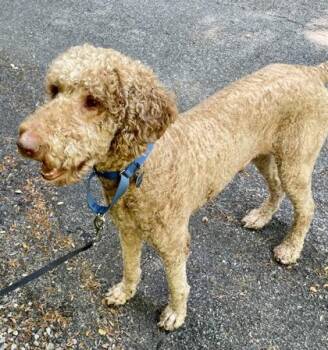 Standard Poodle and Mixed Breed Dogs Available for Adoption in Wilkesboro, North Carolina - Major | PetCurious