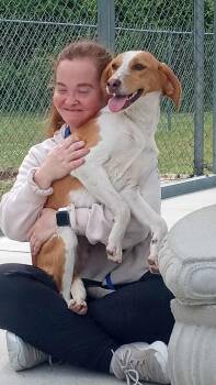 Treeing Walker Coonhound Dogs Available for Adoption in Burgaw, North Carolina - HEART | PetCurious