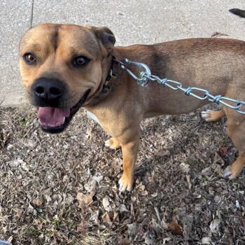 Pit Bull Terrier and Mixed Breed Dogs Available for Adoption - Skippy | PetCurious