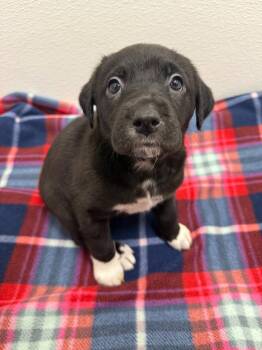 Border Collie and Pit Bull Terrier Dogs Available for Adoption - Raven | PetCurious