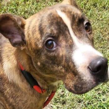 Cooper -  Pit Bull Terrier and Hound Dog for Adoption in Ravenna, Kentucky - Cooper | PetCurious