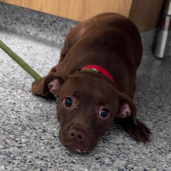Priscilla -  Boston Terrier and Chihuahua Dog for Adoption in Chicago, Illinois - Priscilla | PetCurious