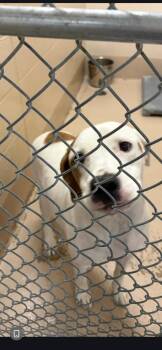 Ic-11 C Tiffany -  Dogo Argentino Dog for Adoption in Lawrenceville, Georgia - Ic-11 C Tiffany | PetCurious