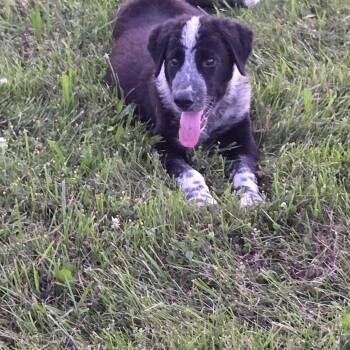 Radley -  German Shepherd Dog and Golden Retriever Dog for Adoption in Muncie, Indiana - Radley | PetCurious