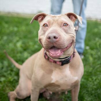 Rescue Pit Bull Terrier Dogs for Adoption in Newark, New Jersey - Skylar | PetCurious