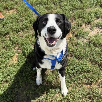 ECHO -  Labrador Retriever and Australian Shepherd Dog for Adoption in Boston, Massachusetts - ECHO | PetCurious