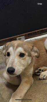 Juno -  Mixed Breed Dog for Adoption in Lockhart, Texas - Juno | PetCurious