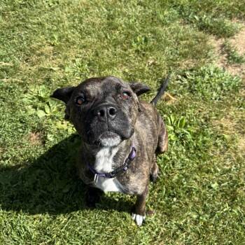 Sadie -  Mixed Breed Dog for Adoption in Oconto, Wisconsin - Sadie | PetCurious