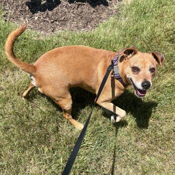 Ollie -  Jack Russell Terrier and Miniature Pinscher Dog for Adoption in Stafford, Virginia - Ollie | PetCurious