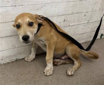 DARREN -  Carolina Dog and Mixed Breed Dog for Adoption in San Bernardino, California - DARREN | PetCurious