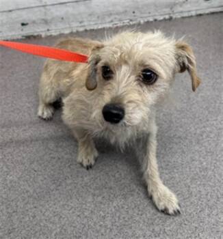 LORENA -  Terrier Dog for Adoption in San Bernardino, California - LORENA | PetCurious