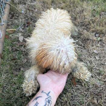 Aelin -  Poodle Dog for Adoption in Montgomery, Alabama - Aelin | PetCurious