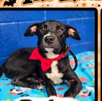 Ruckus -  Labrador Retriever and Border Collie Dog for Adoption in Copiague, New York - Ruckus | PetCurious