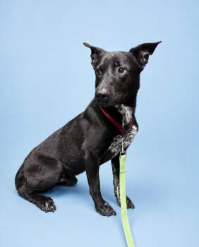 Australian Cattle Dog Blue Heeler and Mixed Breed Dogs Available for Adoption in Rock Springs, Wyoming - Bailey | PetCurious
