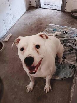 Rescue American Staffordshire Terrier Dogs for Adoption in Seymour, Indiana - MARSHMALLOW | PetCurious