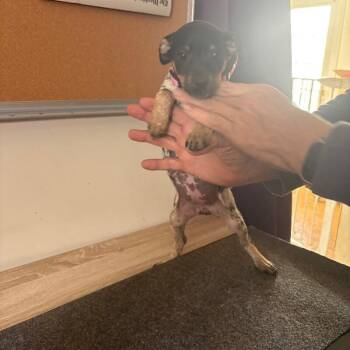 Bella -  Australian Cattle Dog Blue Heeler and Rat Terrier Dog for Adoption in Partlow, Virginia - Bella | PetCurious