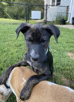 Rescue Mixed Breed Dogs for Adoption in Deerfield, Wisconsin - Virginia Woof | PetCurious