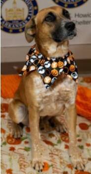 Rescue Mixed Breed Dogs for Adoption in Kansas City, Missouri - Jebediah | PetCurious