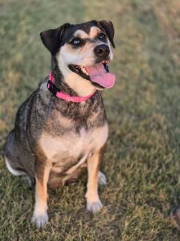 Lacey -  Mixed Breed Dog for Adoption in Okemah, Oklahoma - Lacey | PetCurious