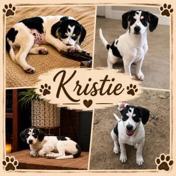 Kristie -  Pointer and Beagle Dog for Adoption in Jackson, Tennessee - Kristie | PetCurious