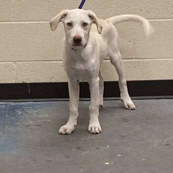 Mixed Breed Dogs Available for Adoption in Memphis, Tennessee - Granola | PetCurious