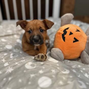 Terrier and Labrador Retriever Dogs Available for Adoption in Plainfield, Illinois - Fozzy Bear | PetCurious