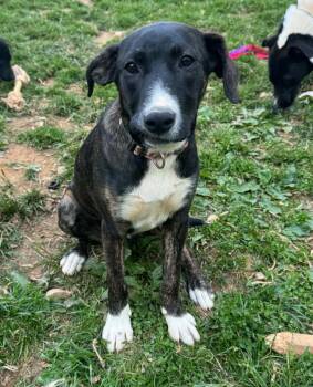 Limosa -  Pit Bull Terrier and Labrador Retriever Dog Available for Adoption in Salisbury, Maryland - Limosa | PetCurious