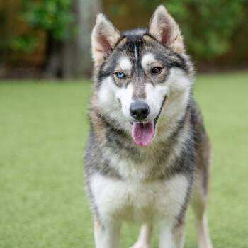 Justice -  Siberian Husky Dog for Adoption in Hilton Head Island, South Carolina - Justice | PetCurious