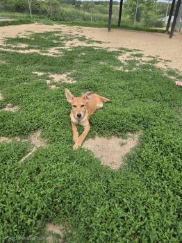 Baby Doll -  German Shepherd Dog and Yellow Labrador Retriever Dog for Adoption in Maquoketa, Iowa - Baby Doll | PetCurious