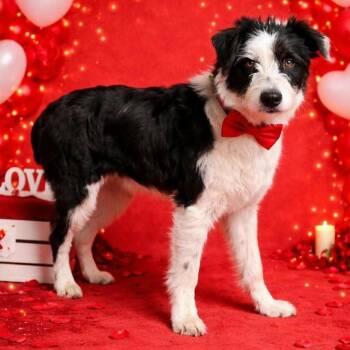 Schnauzer and Mixed Breed Dogs Available for Adoption - Teddy Bear | PetCurious
