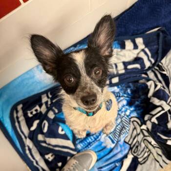 Mr. Moo Moo -  Chihuahua Dog for Adoption in Gloucester, Virginia - Mr. Moo Moo | PetCurious