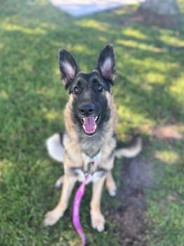 Anka -  German Shepherd Dog Dog for Adoption - Anka | PetCurious