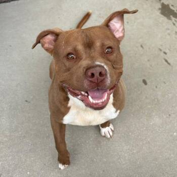 Pit Bull Terrier Dogs Available for Adoption - Bugs | PetCurious