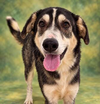 Torrie -  Husky Dog for Adoption in Williston, Vermont - Torrie | PetCurious