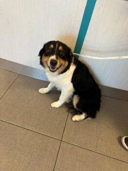 SHADOW -  Australian Shepherd Dog for Adoption in Rancho Cucamonga, California - SHADOW | PetCurious