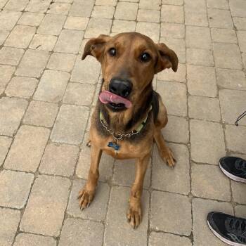 Jackie -  Hound Dog for Adoption in Oriskany, New York - Jackie | PetCurious