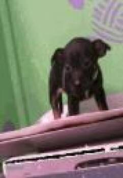 Rescue Chihuahua and Mixed Breed Dogs for Adoption in Houston, Texas - The Santa Claus | PetCurious