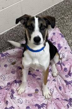 Coonhound and Mixed Breed Dogs Available for Adoption in Westland, Michigan - Napoleon | PetCurious