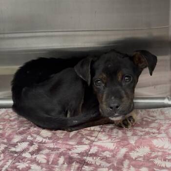 Grub -  Mixed Breed Dog for Adoption in Columbia, South Carolina - Grub | PetCurious