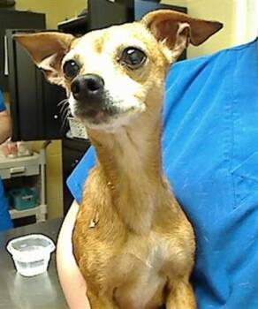 Chihuahua and Mixed Breed Dogs Available for Adoption in Cookeville, Tennessee - WINDOW WELL | PetCurious