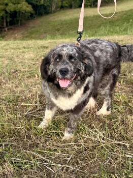Mia- Transport -  Newfoundland Dog Dog for Adoption in Gradyville, Kentucky - Mia- Transport | PetCurious